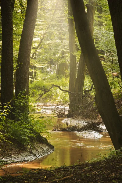 Bach im grünen Wald — Stockfoto