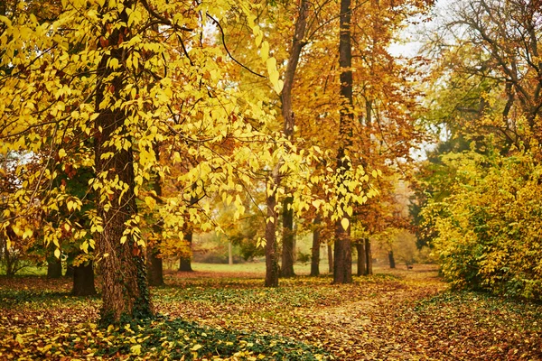 Orangener Herbstpark — Stockfoto