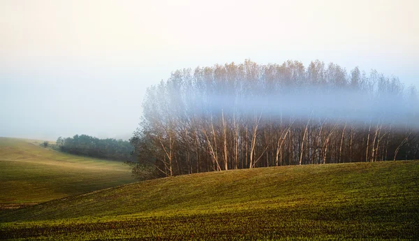 Campo en luces de la mañana —  Fotos de Stock