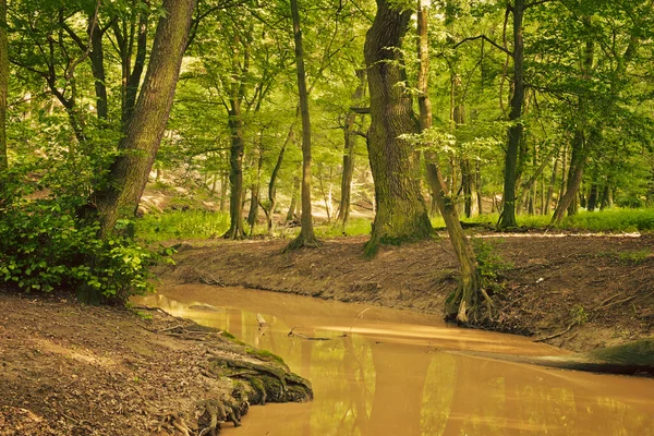 Creek in groen bos — Stockfoto