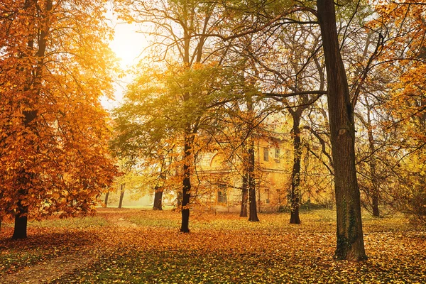 Orangener Herbstpark — Stockfoto