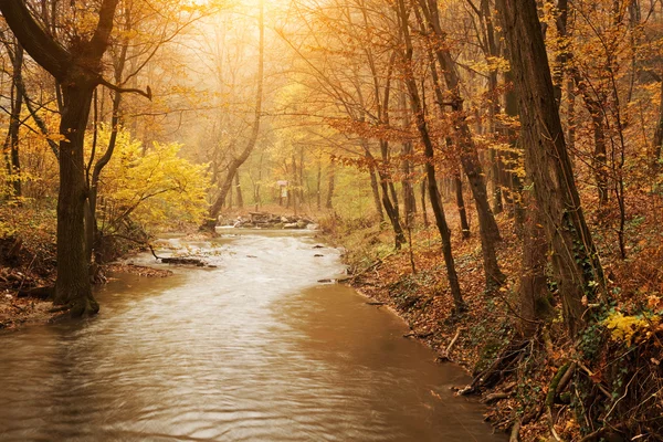 Bach im herbstlichen Wald — Stockfoto