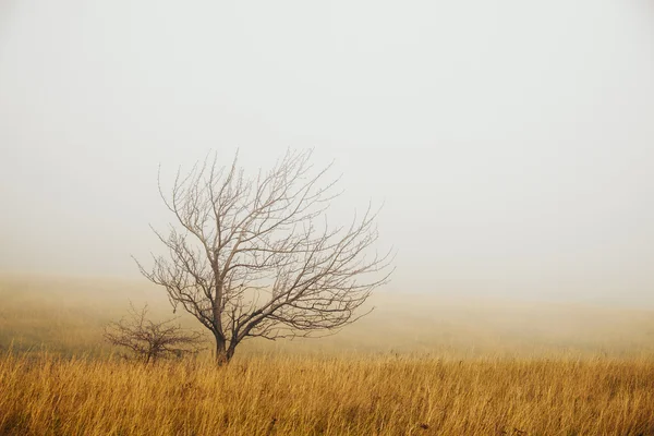 Eenzame boom in de mist — Stockfoto