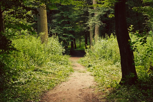 Bosque profundo europeo —  Fotos de Stock