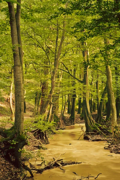 Yeşil orman dereye — Stok fotoğraf
