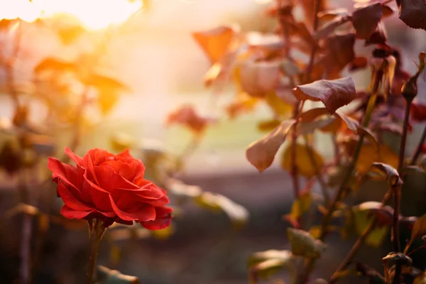 Rosa rossa in giardino — Foto Stock