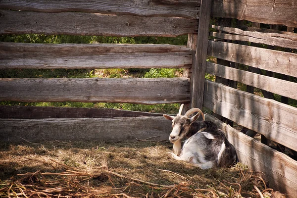 Goat against wooden background — Stock Photo, Image