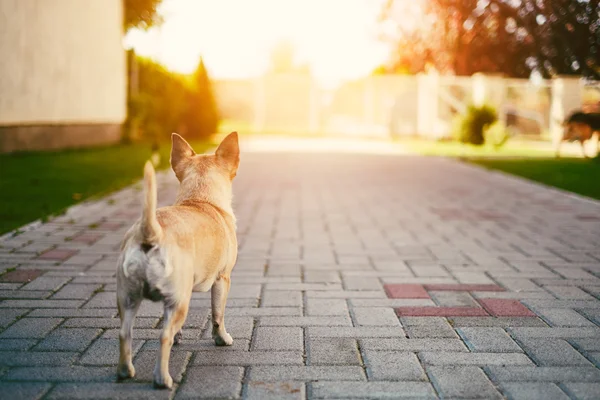 Chihuahua hlídat dům — Stock fotografie