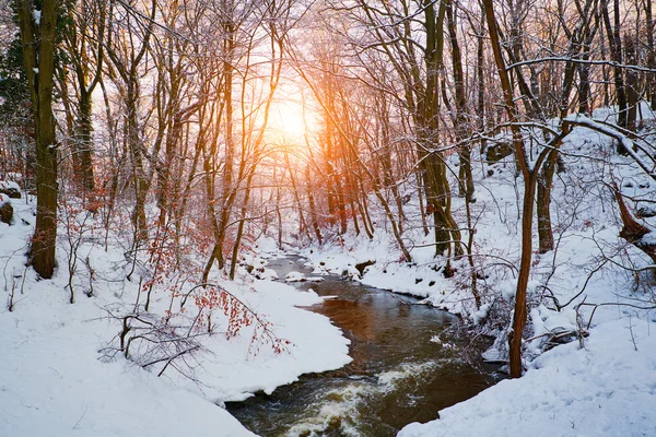 Winter creek in bos — Stockfoto