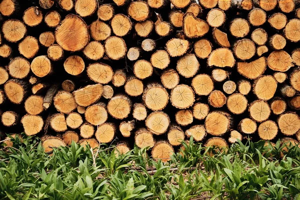 Timber trees background, — Stock Photo, Image