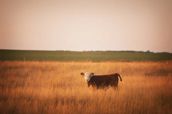 Vache dans le champ au coucher du soleil — Photo