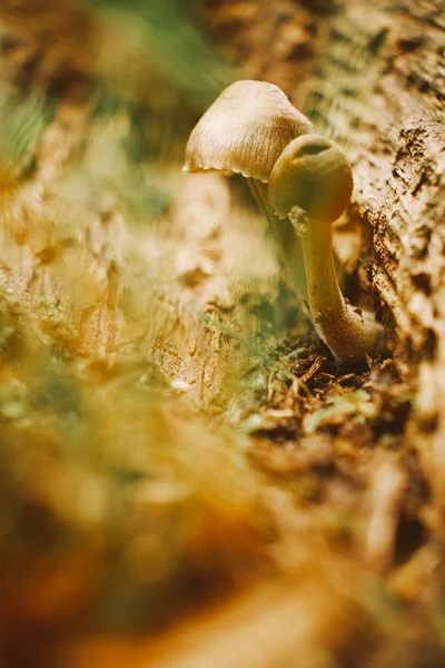 秋林的蘑菇 — 图库照片