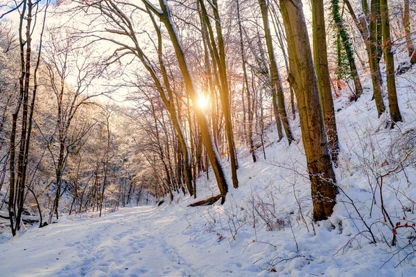 Winterweg in het bos — Stockfoto