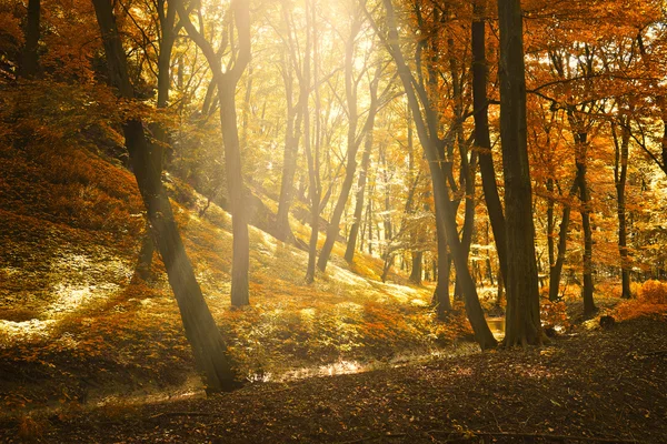 Güzel sonbahar orman — Stok fotoğraf