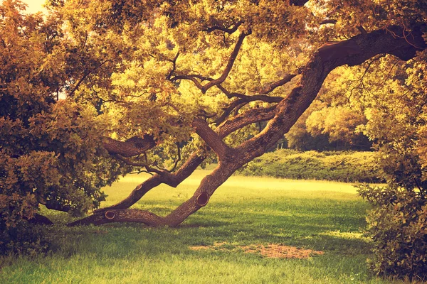 Güzel sonbahar park — Stok fotoğraf