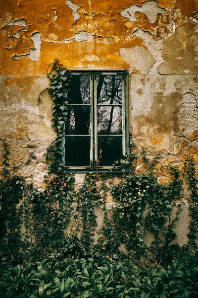Eski pencere ve Ivy — Stok fotoğraf