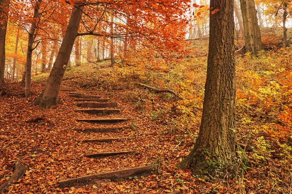 Voetpad herfst bos — Stockfoto