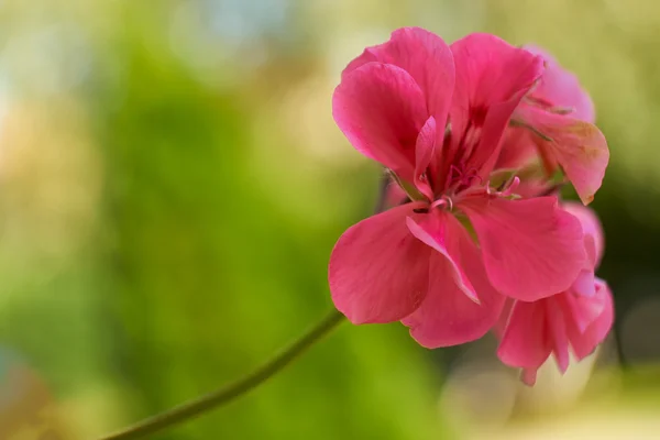 Fioletowy kwiat zbliżenie — Zdjęcie stockowe