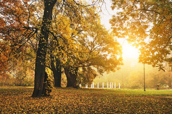 Herfst oranje park — Stockfoto