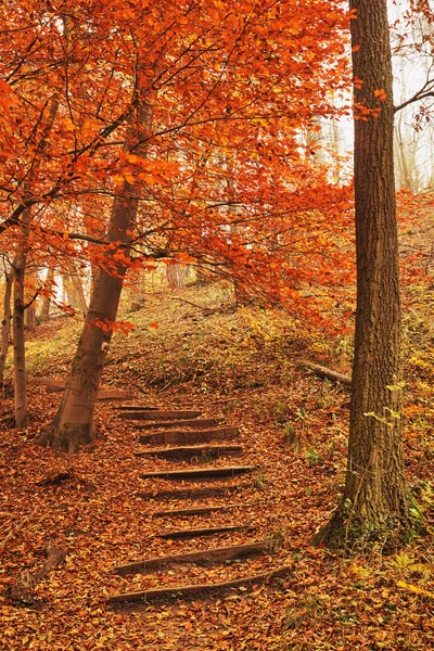 Fußweg Herbstwald — Stockfoto