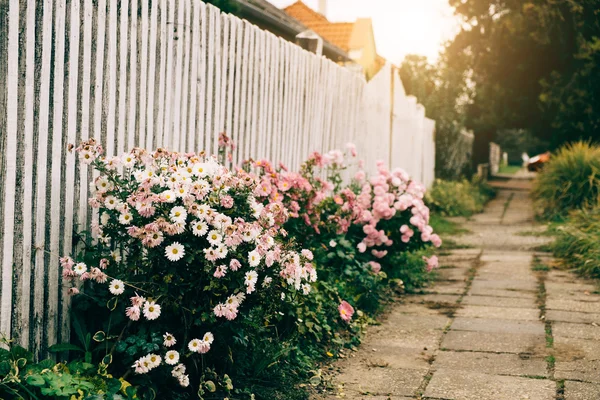 Beautiful flowers garden — Stock Photo, Image