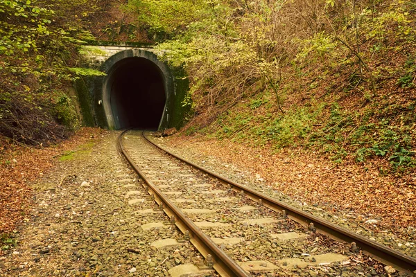 秋の森の鉄道 — ストック写真