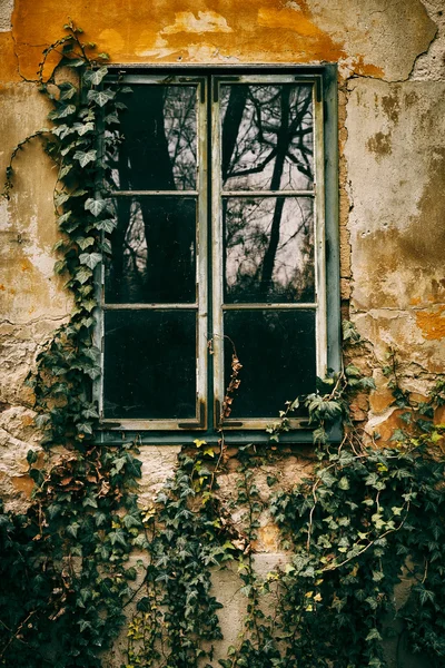 Altes Fenster und Efeu — Stockfoto