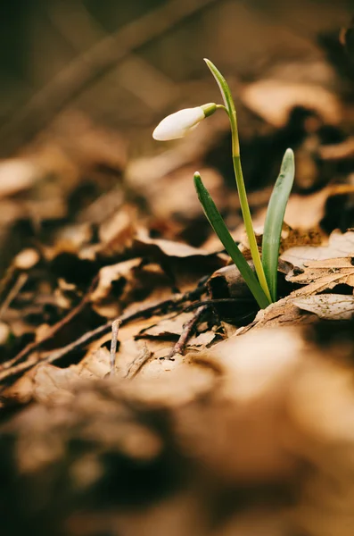 Schöne Schneeglöckchen im Wald — Stockfoto