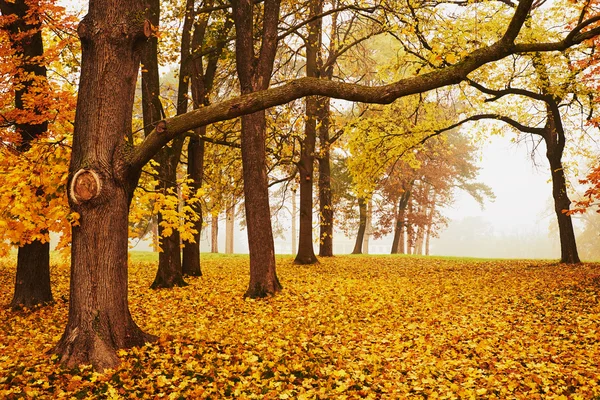 Hermoso bosque de otoño — Foto de Stock