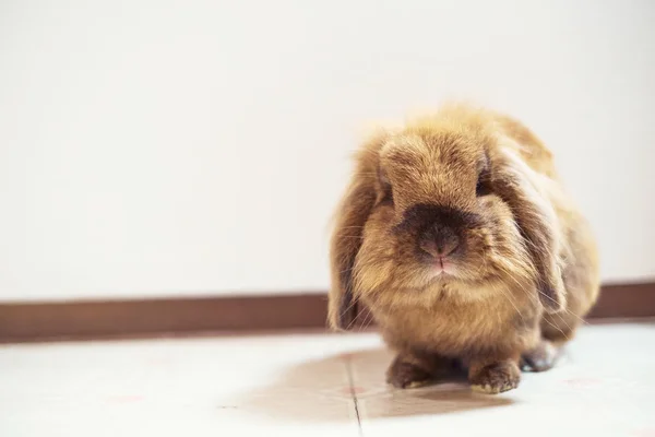 Ładny mały króliczek — Zdjęcie stockowe