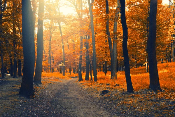 Floresta de outono bonita — Fotografia de Stock