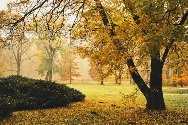 Orangener Herbstpark — Stockfoto