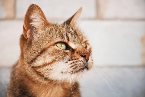 Gato com olhos verdes — Fotografia de Stock