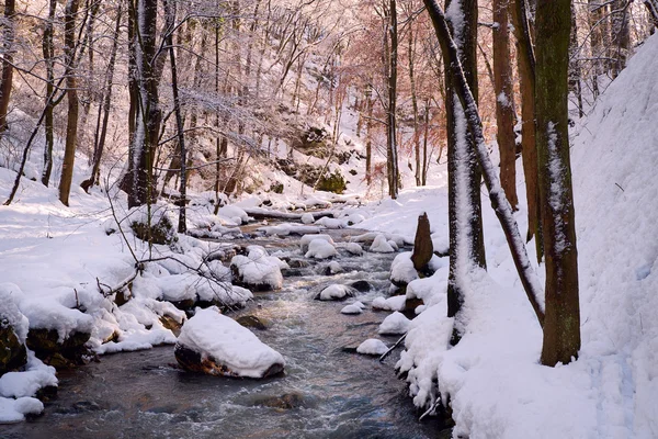 Creek ormandaki karla kaplı — Stok fotoğraf