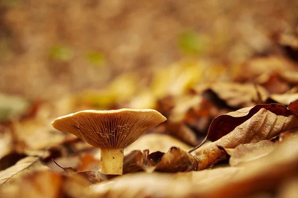 Grzyby w lesie jesienią — Zdjęcie stockowe