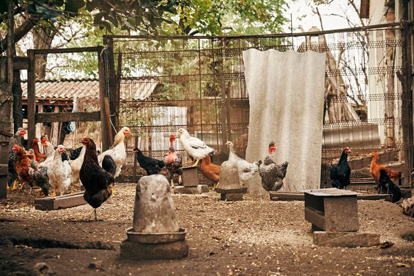 Color Chickens on the farm — Stock Photo, Image