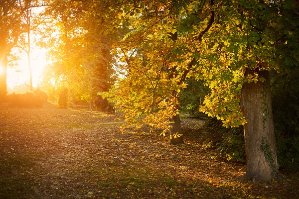 Herfst natuur landschap — Stockfoto