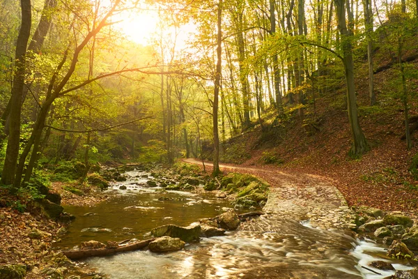 Hermoso bosque verde — Foto de Stock