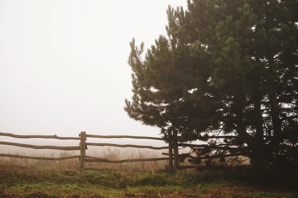 Árvores em Foggy Day — Fotografia de Stock