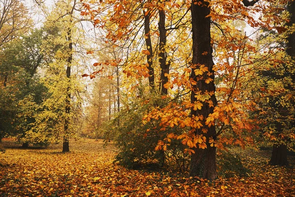 Otoño naranja parque — Foto de Stock