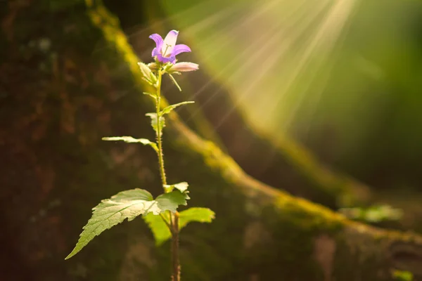 Lila blomma närbild — Stockfoto