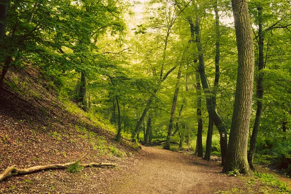 Europese diepe bossen — Stockfoto