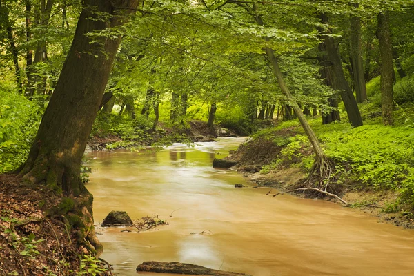 Creek in green forest — Stock Photo, Image