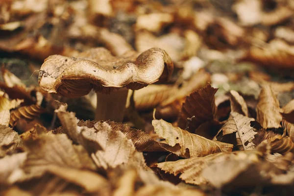 Ciuperci în pădurea de toamnă — Fotografie, imagine de stoc