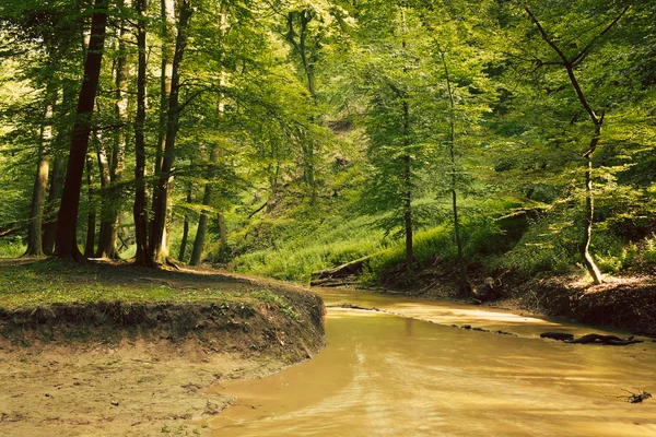 Creek na floresta verde — Fotografia de Stock