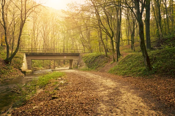 Brücke im Herbstwald — Stockfoto