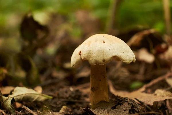 Mushroom in autumn forest — Stock Photo, Image