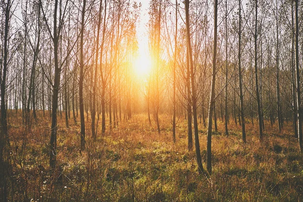 Fák őszi erdőkben — Stock Fotó
