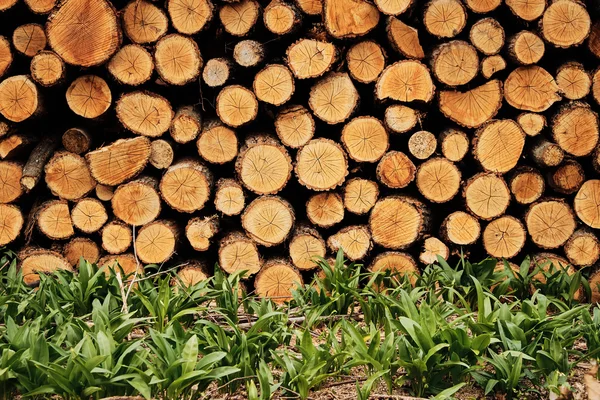 Sfondo alberi di legno , — Foto Stock