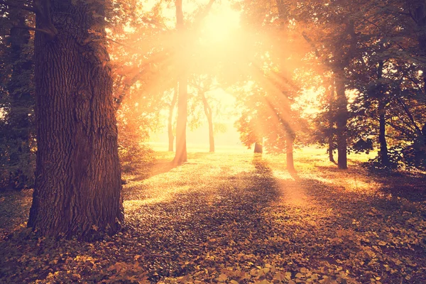 Mooie herfst park — Stockfoto